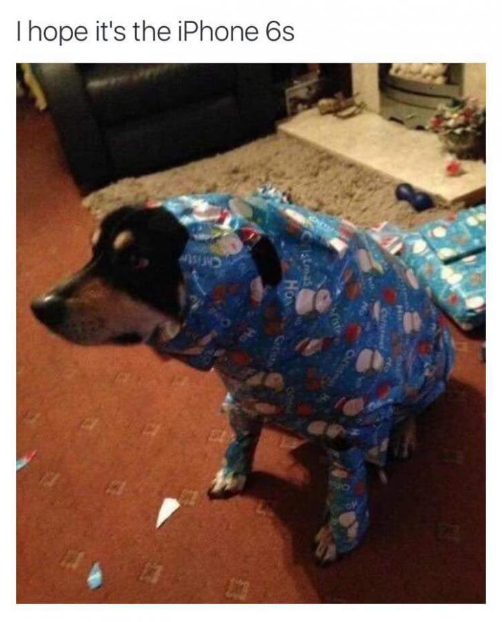 gift wrapped dog