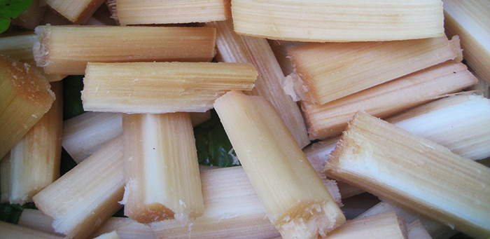sugarcane pieces