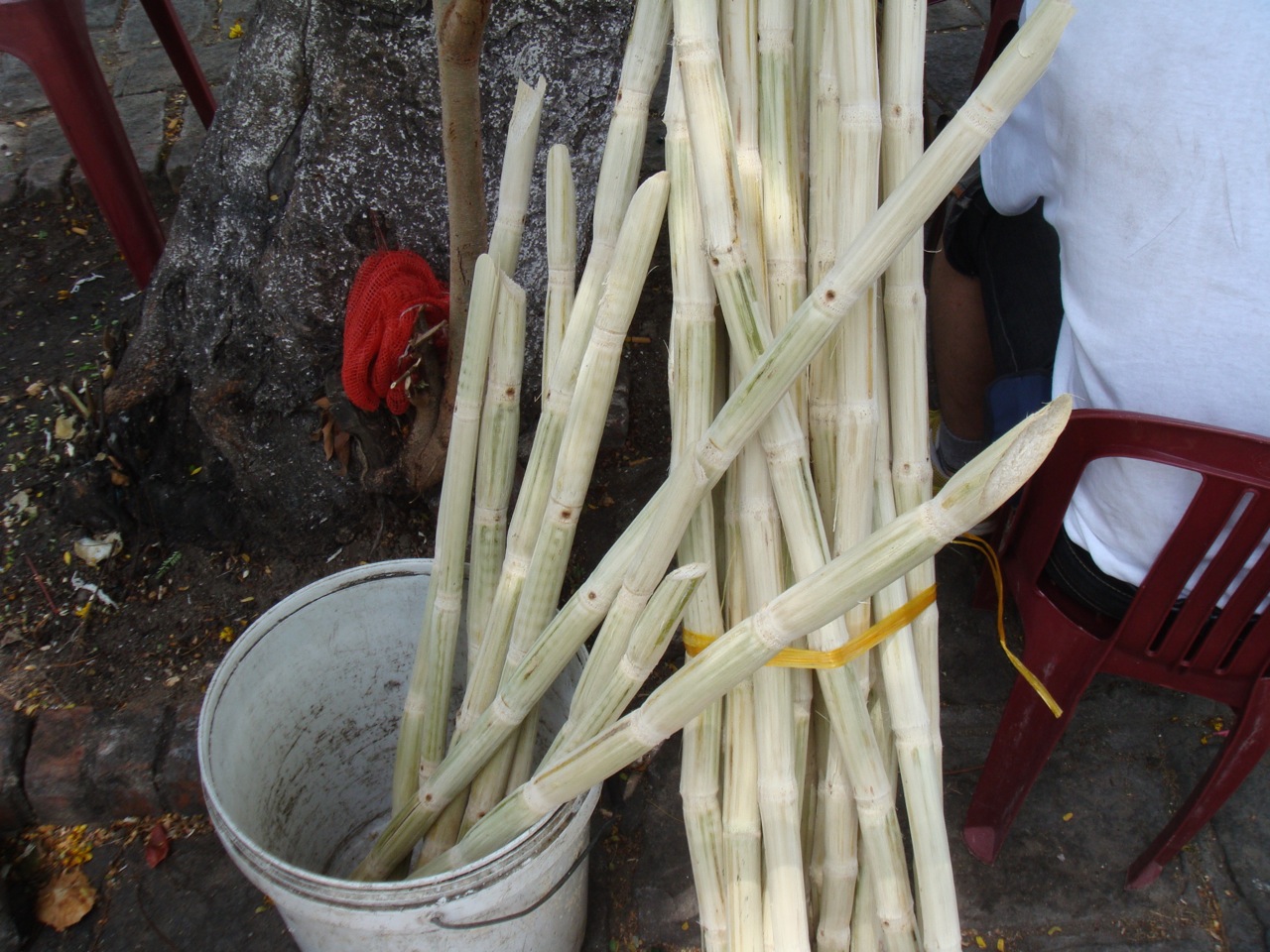 peeled sugarcane sticks