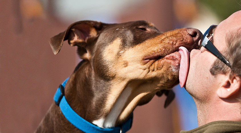 dogs licking man