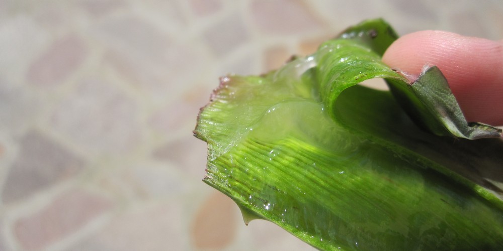 aloe vera gel absorbs toxin