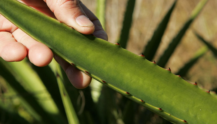 aloe vera leaf