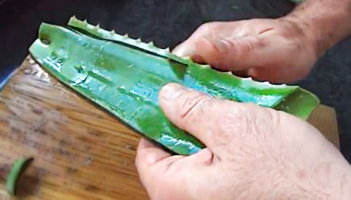 cutting off the covering of aloe leaf, how to make aloe vera gel