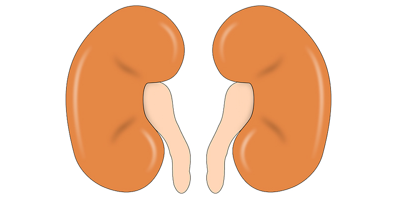 healthy kidneys