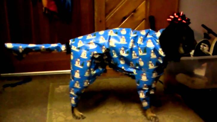 dog wrapped for gift