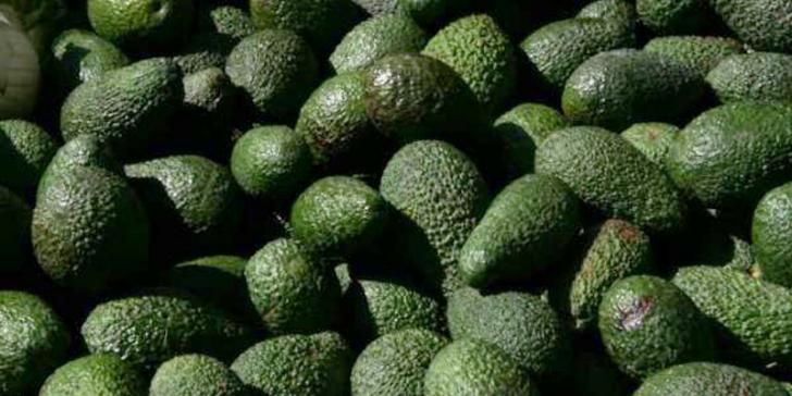 Pinterton avocado