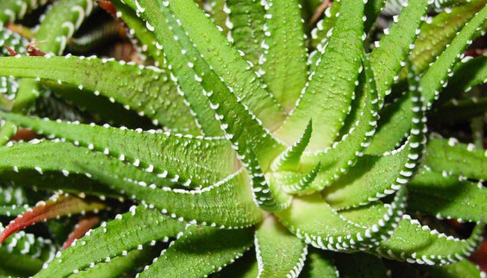 Aloe Vera plant, how to make aloe vera gel