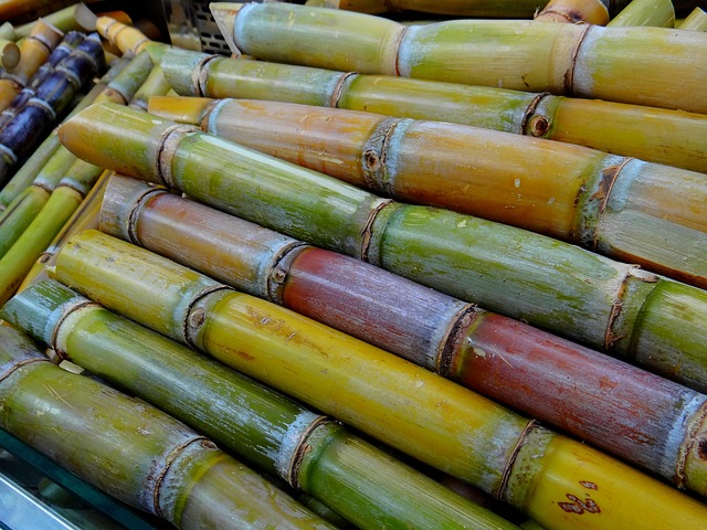 fresh sugarcane sticks